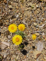Leucochrysum albicans