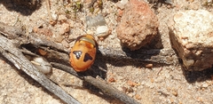 Choerocoris paganus