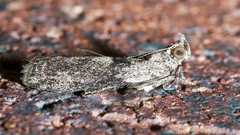 Sciota melanostyla