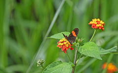 Heliconius melpomene