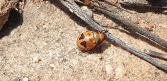 Choerocoris paganus