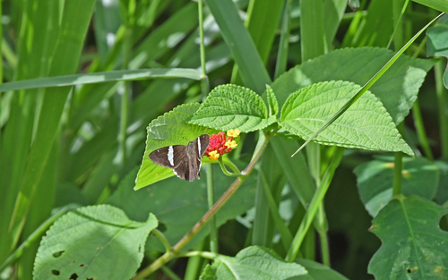 Gmelin's Banded-Skipper