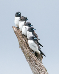 Artamus leucorynchus