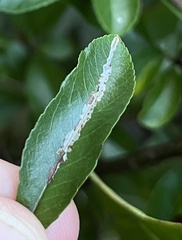 Phyllonorycter leucographella