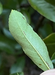 Phyllonorycter leucographella