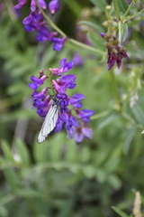 Vicia amoena