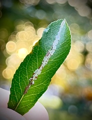 Phyllonorycter leucographella