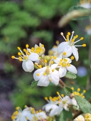 Asterolasia asteriscophora albiflora