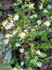 Asterolasia asteriscophora albiflora