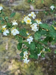 Asterolasia asteriscophora albiflora