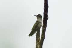 Chrysuronia versicolor