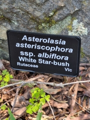 Asterolasia asteriscophora albiflora