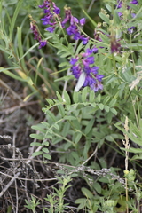 Vicia amoena