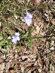 Wahlenbergia stricta