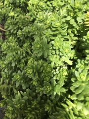 Pachysedum