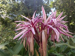 Crinum × amabile