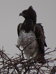 Polemaetus bellicosus