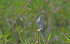 Thamnophilus multistriatus
