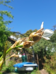 Libertia