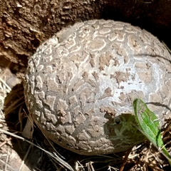 Calvatia booniana