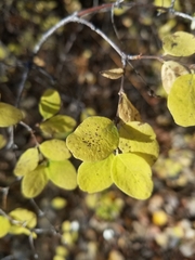 Symphoricarpos albus