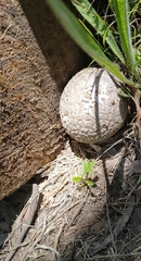 Calvatia booniana