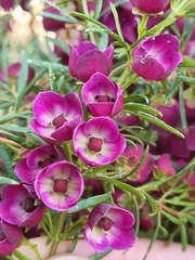 Boronia megastigma