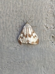 Nyctemera adversata