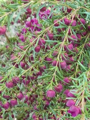 Boronia megastigma