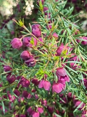 Boronia megastigma