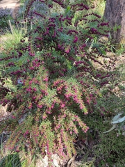 Boronia megastigma