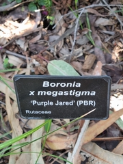Boronia megastigma