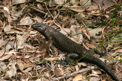 Egernia kingii