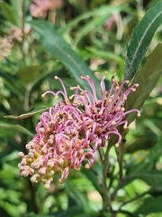 Grevillea wilkinsonii