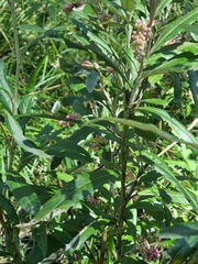 Grevillea wilkinsonii