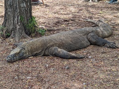 Varanus komodoensis