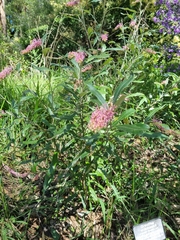 Grevillea wilkinsonii