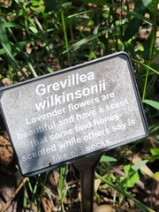 Grevillea wilkinsonii