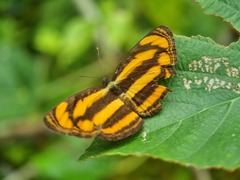 Pantoporia paraka