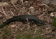 Egernia kingii