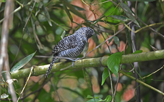 Thamnophilus multistriatus