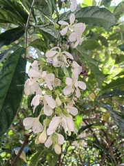 Clerodendrum laevifolium