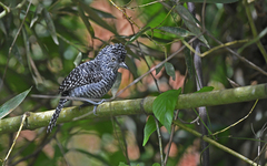 Thamnophilus multistriatus