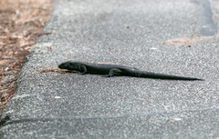 Egernia kingii