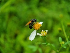 Callomegachile