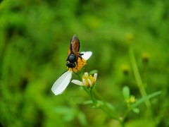Callomegachile