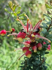 Grevillea celata