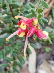 Grevillea celata