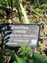 Grevillea celata