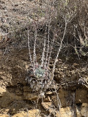 Dudleya pulverulenta